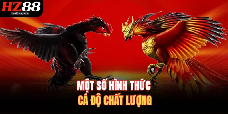 Một số hình thức cá độ chất lượng